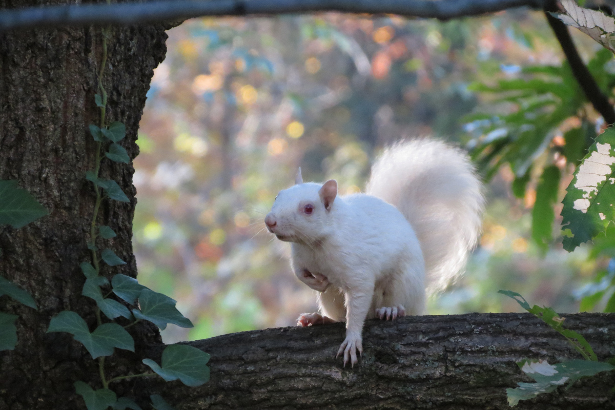 albino-squirrel-Snowflake-11-4-19