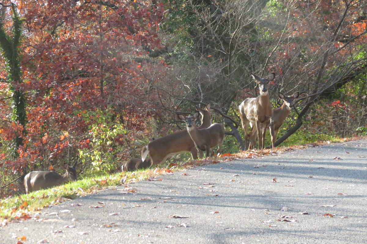 arboretum-deer-11-29-19