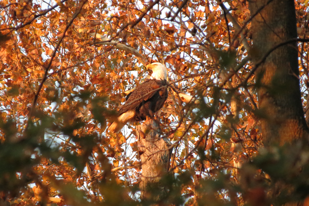 mr-president-perched-west-of-nest-11-21-19