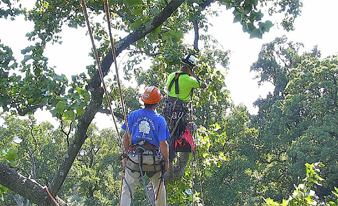 Skilled tree climbers from Treewise Consulting and Excel Tree Experts make sure the cams are positioned correctly